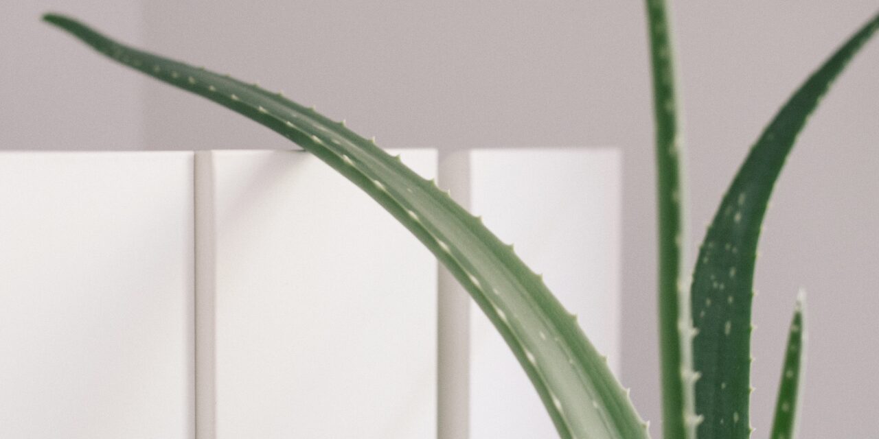 The Best Plants to Have in Your Kitchen